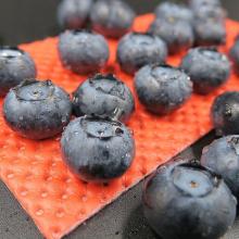 Blueberry Absorbent Pads